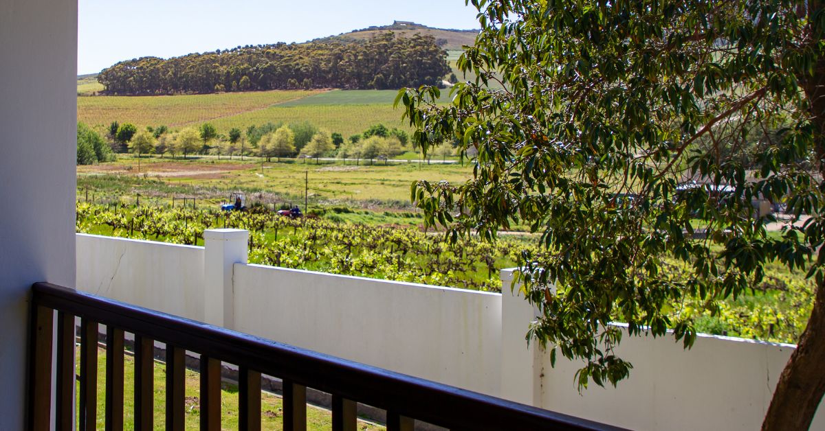 A view of the vineyards