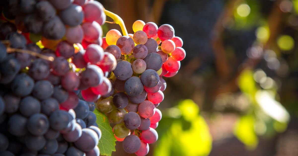Grenache Noir grapes