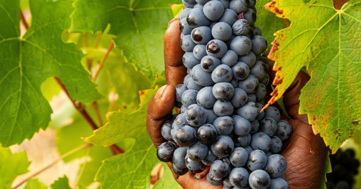 A person holding some red grapes on a vine