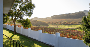 Where to stay in Durbanville Feature Image- View from the Guest Cotttages on D'Aria Winery overlooking the Durbanville Vineyards