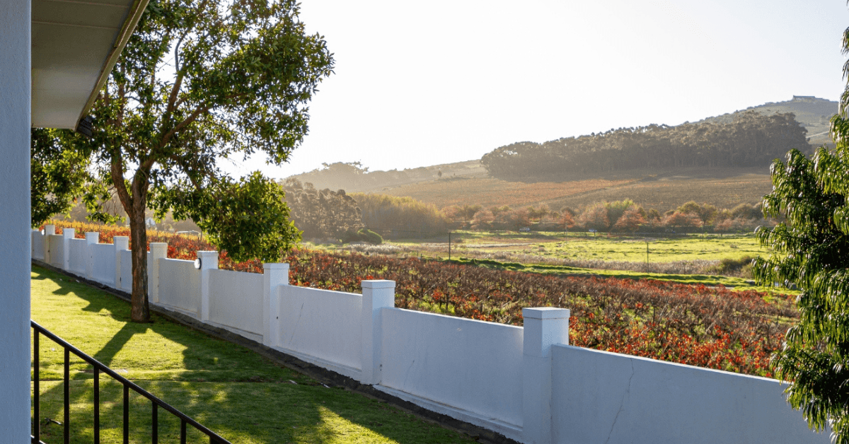View from Durbanville accommodation overlooking vineyards