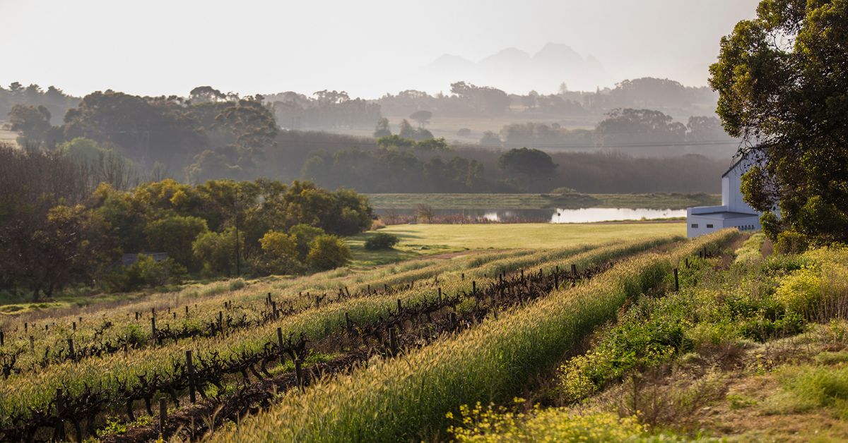 Durbanville's vineyards with rolling hills and greenery