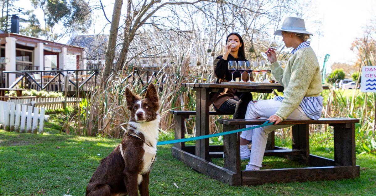 durbanville wine farm restaurants - Two ladies wine tasting with a dog next to them
