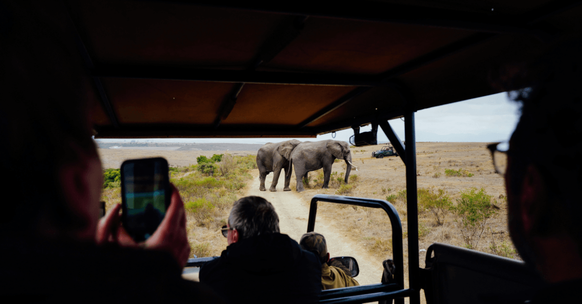Visitors watching elephants during a game drive near Cape Town